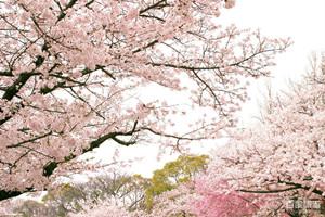 日本留学：日本留学签证核查重点