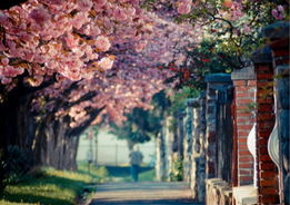 揭秘日本留学研究生和大学院生申请